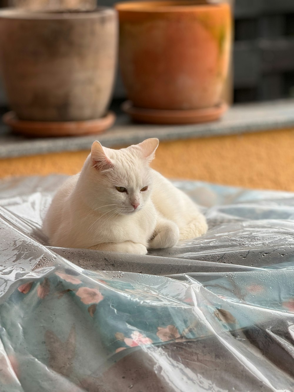 a white cat laying on top of a plastic sheet