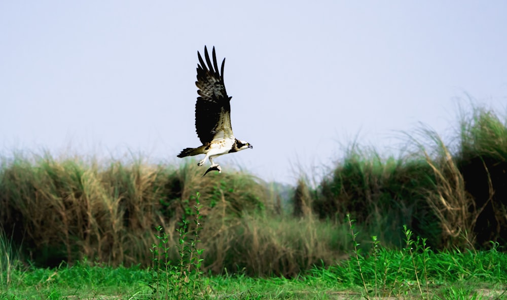 a large bird flying over a lush green field