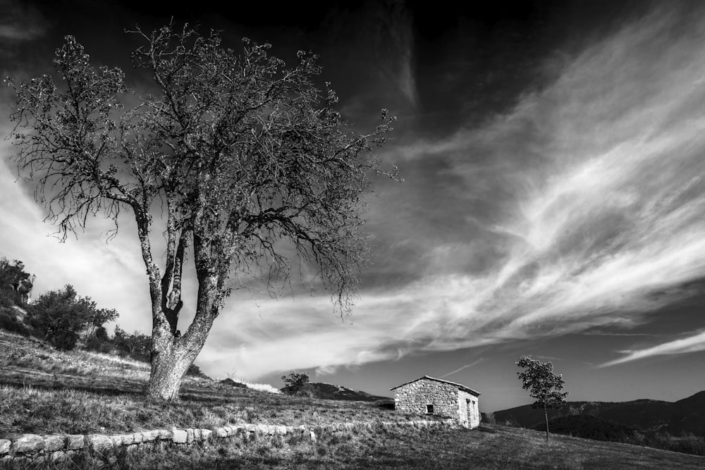 a black and white photo of a tree in a field