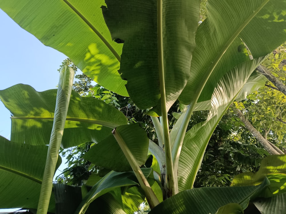 a large green plant with lots of leaves