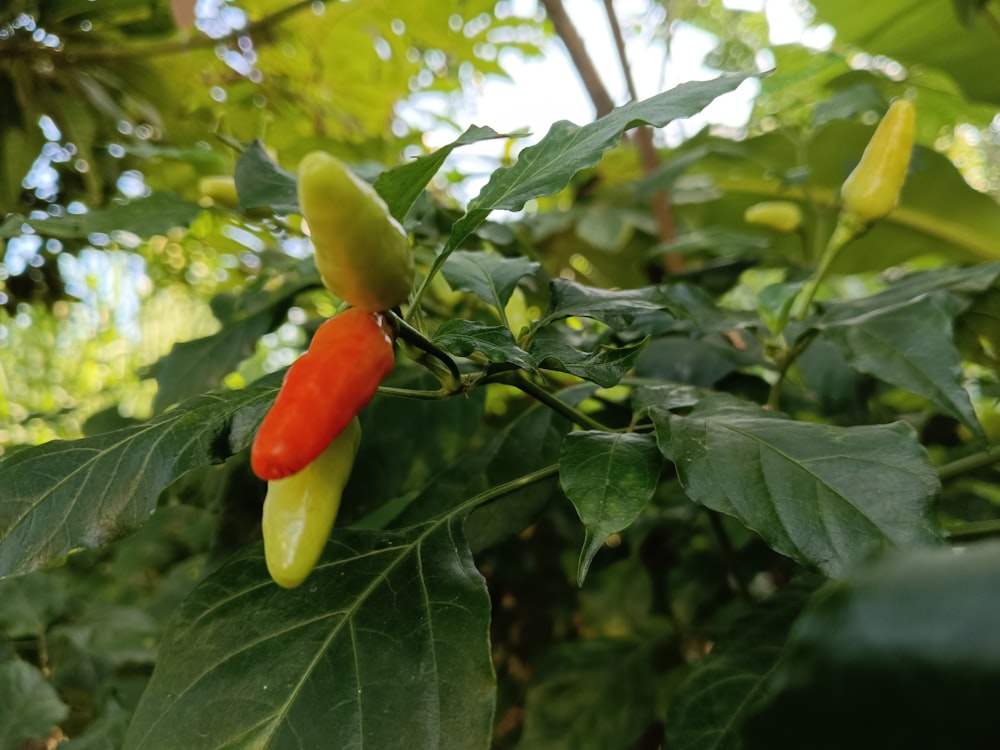 a red and yellow pepper growing on a plant