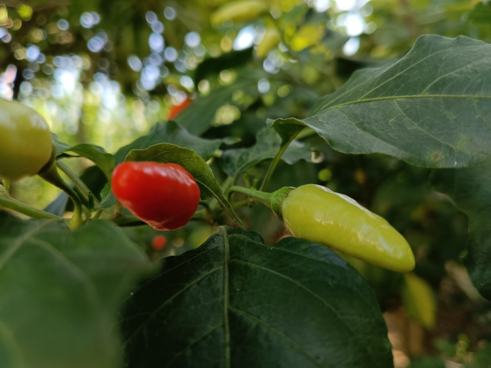 a close up of a green leaf with a red pepper on it