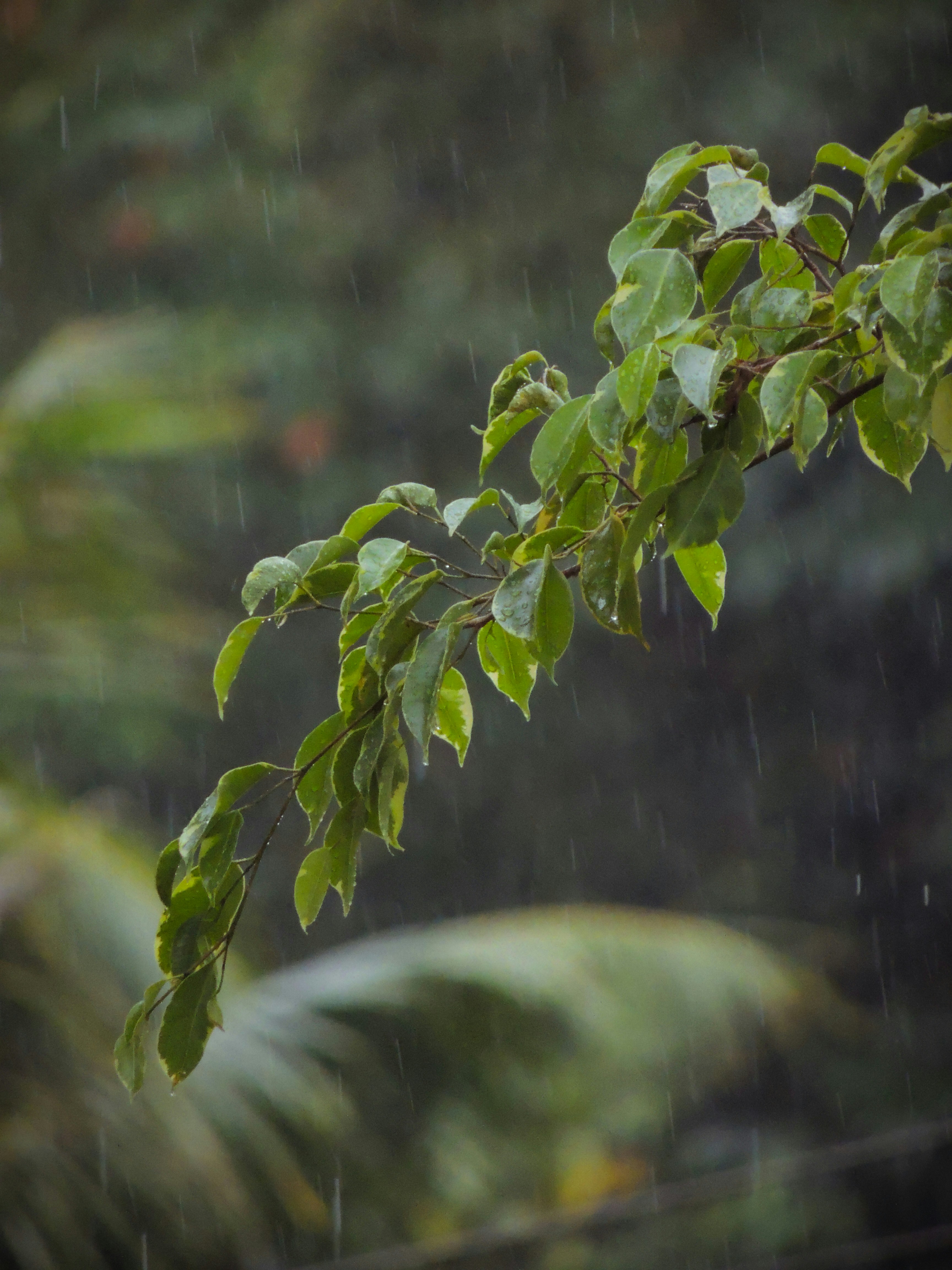 Photo by ryanthelion