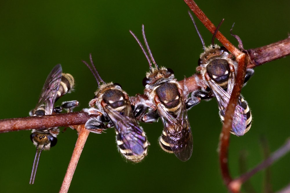 a group of bees sitting on top of a plant