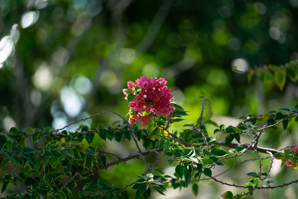 a pink flower is growing on a tree branch