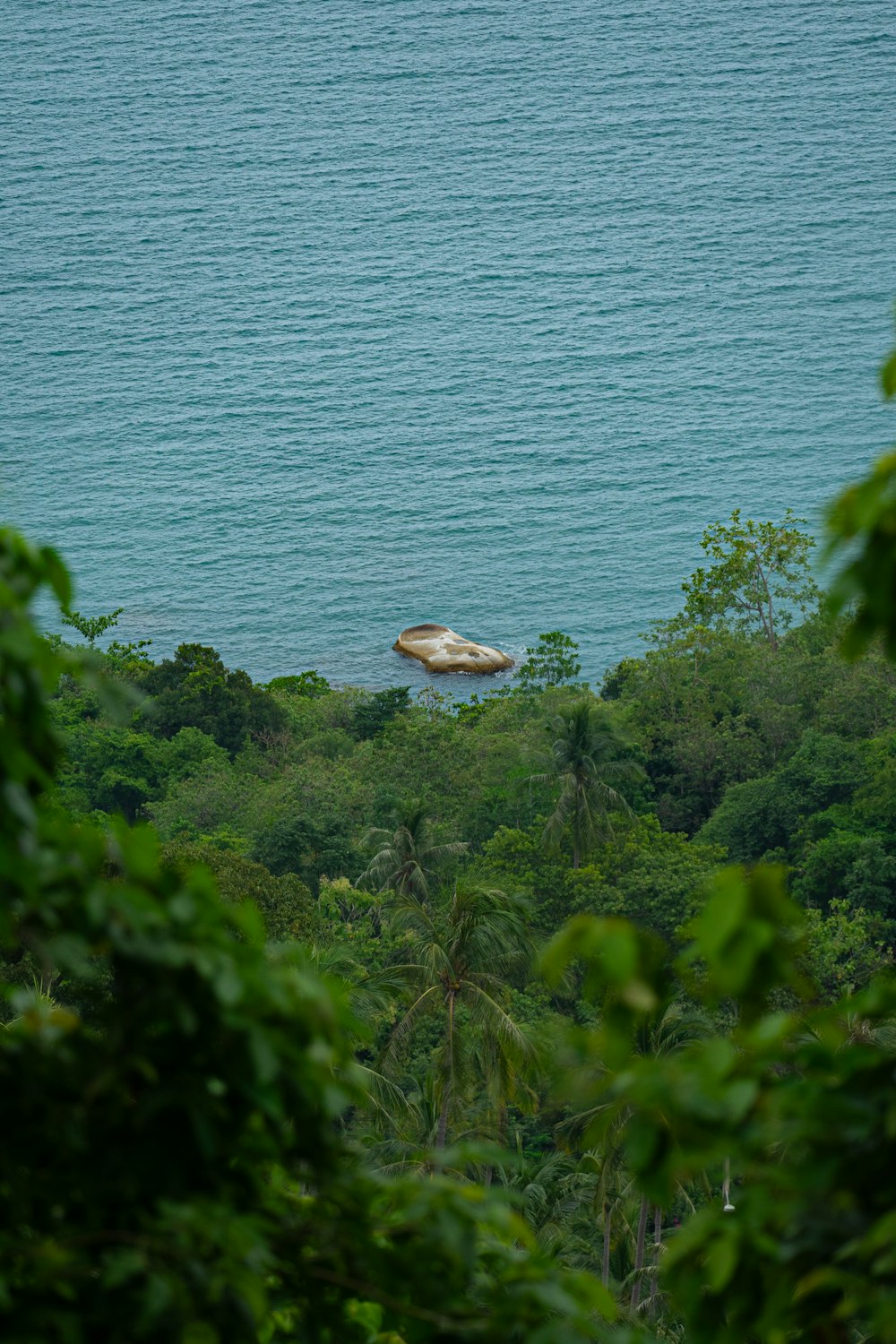 a large rock in the middle of a forest