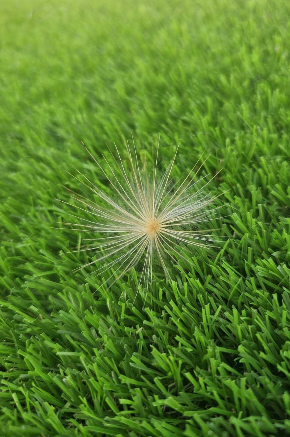 a dandelion in the middle of some green grass