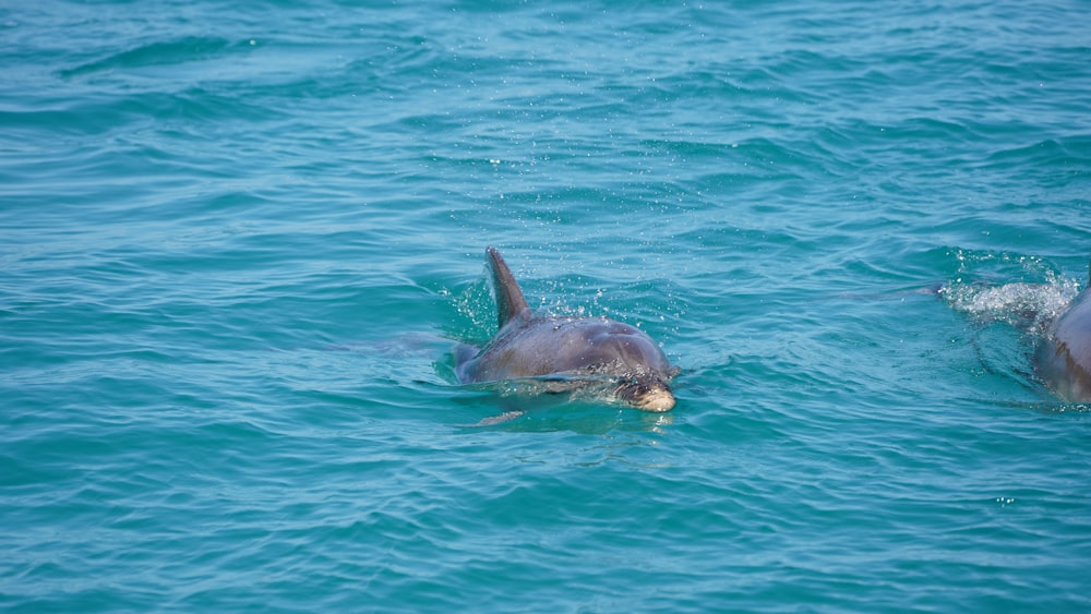 a couple of dolphins swimming in the ocean