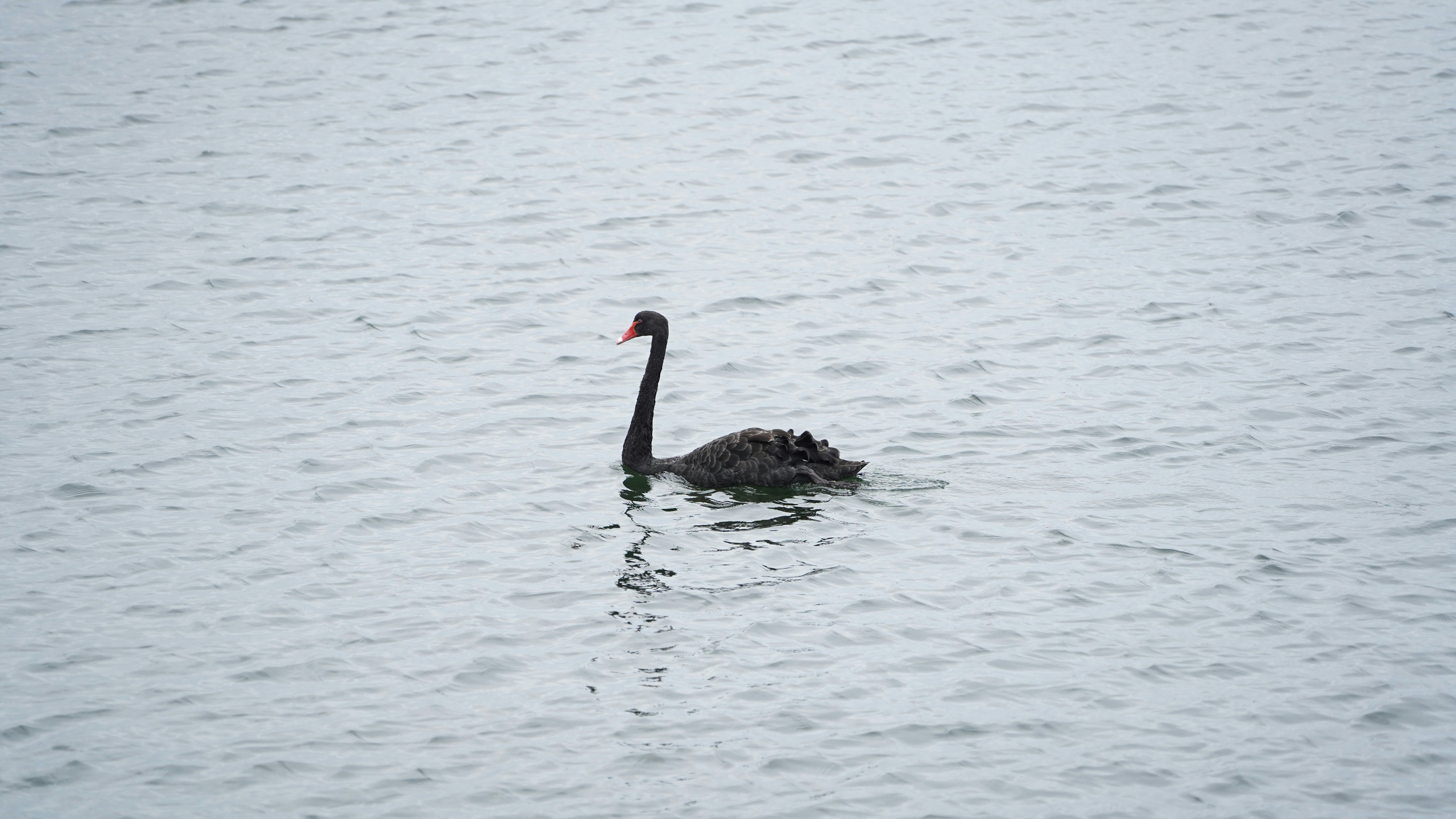 Photo by hongan990416