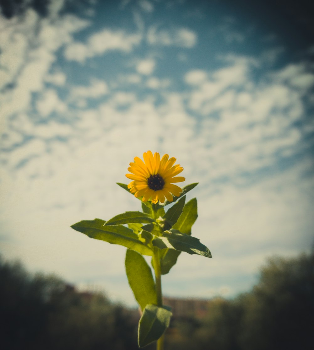 a single sunflower in front of a blue sky with clouds