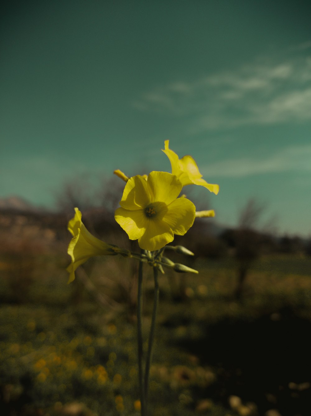 a yellow flower in a field with a blue sky in the background