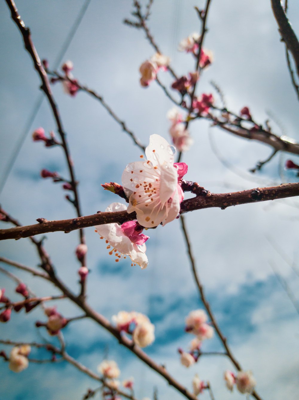 a close up of a flower on a tree branch