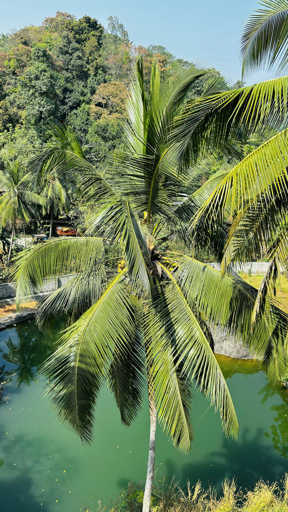 a palm tree next to a body of water