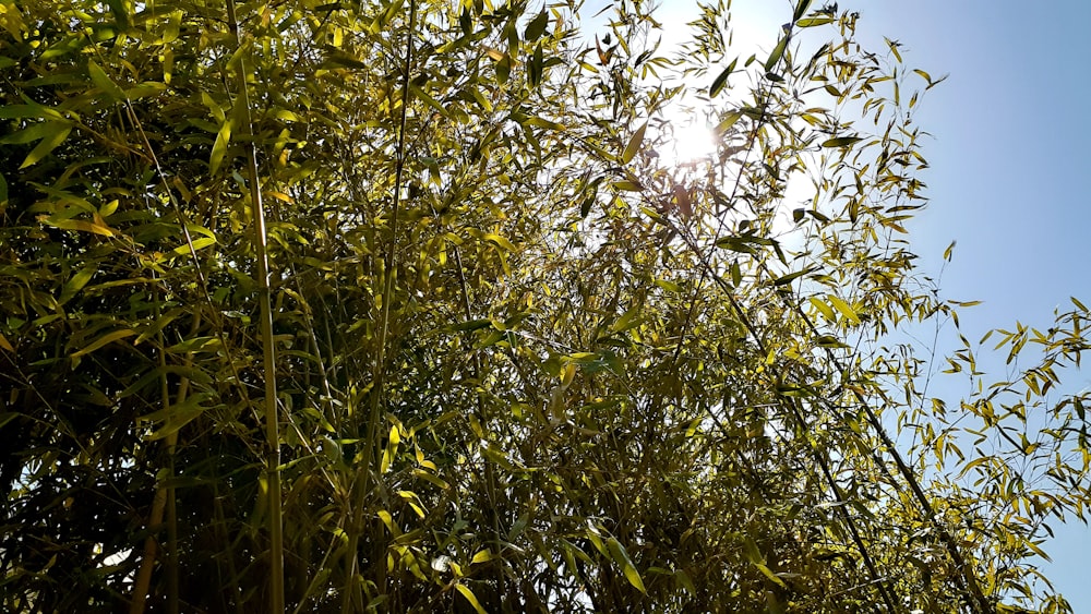 the sun is shining through the branches of a tree