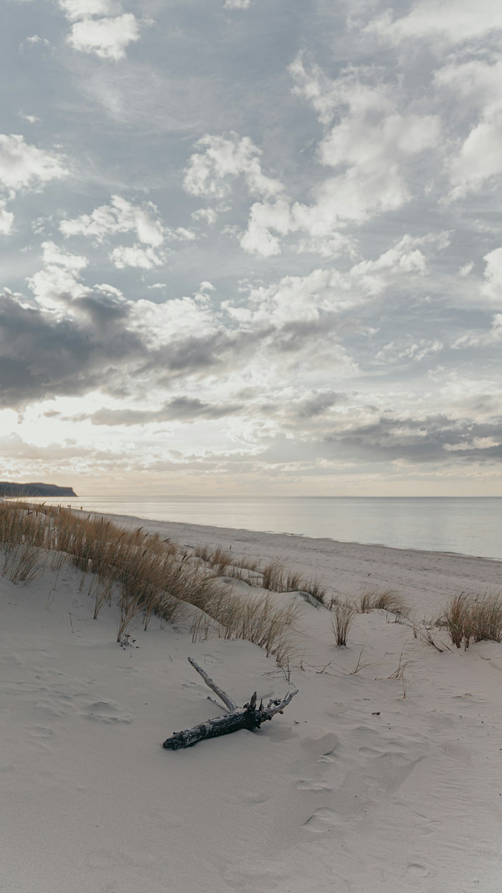 a tree branch laying in the sand on a beach