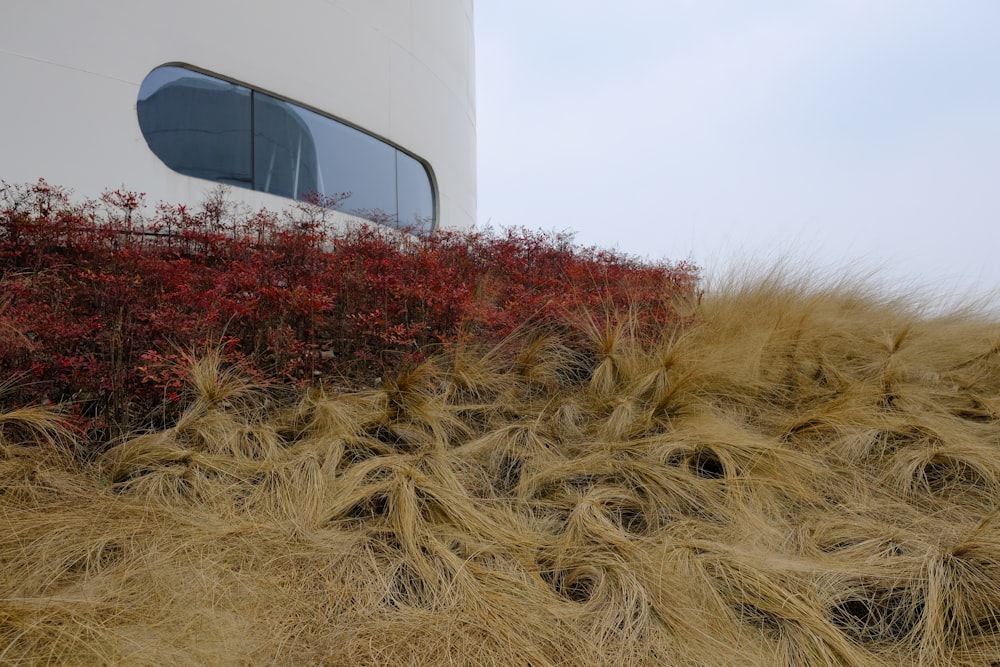 a white building with a window and some red bushes