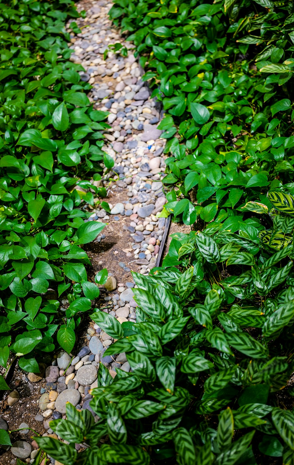 a stone path surrounded by green plants and rocks