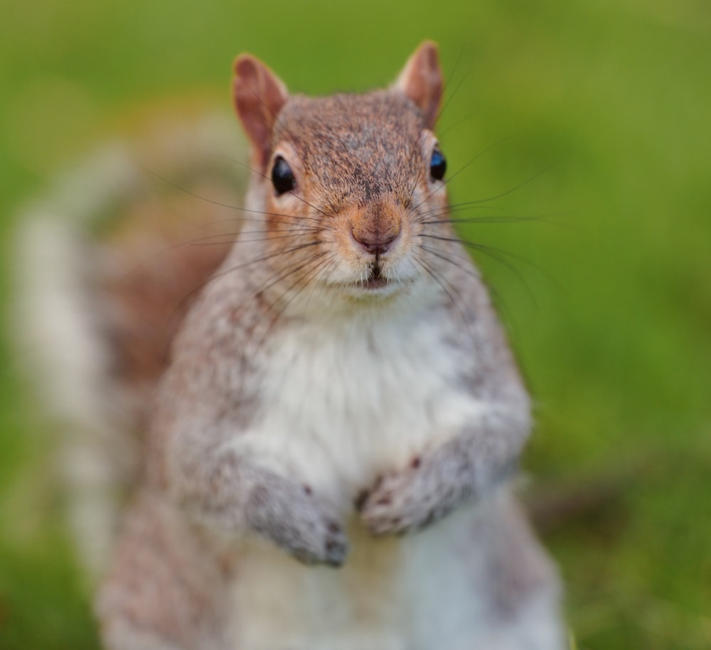 a close up of a squirrel on a grass field