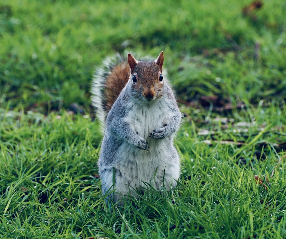a squirrel is sitting in the grass and looking at the camera