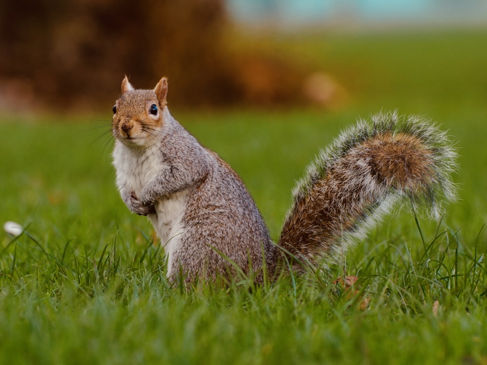 a squirrel is sitting in the grass and looking at the camera