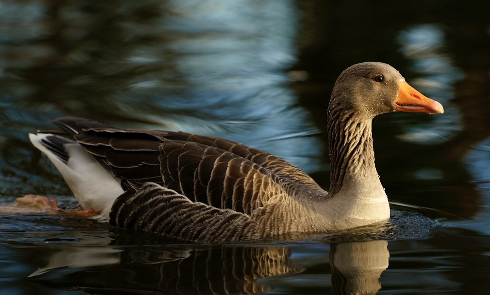 a duck floating on top of a body of water