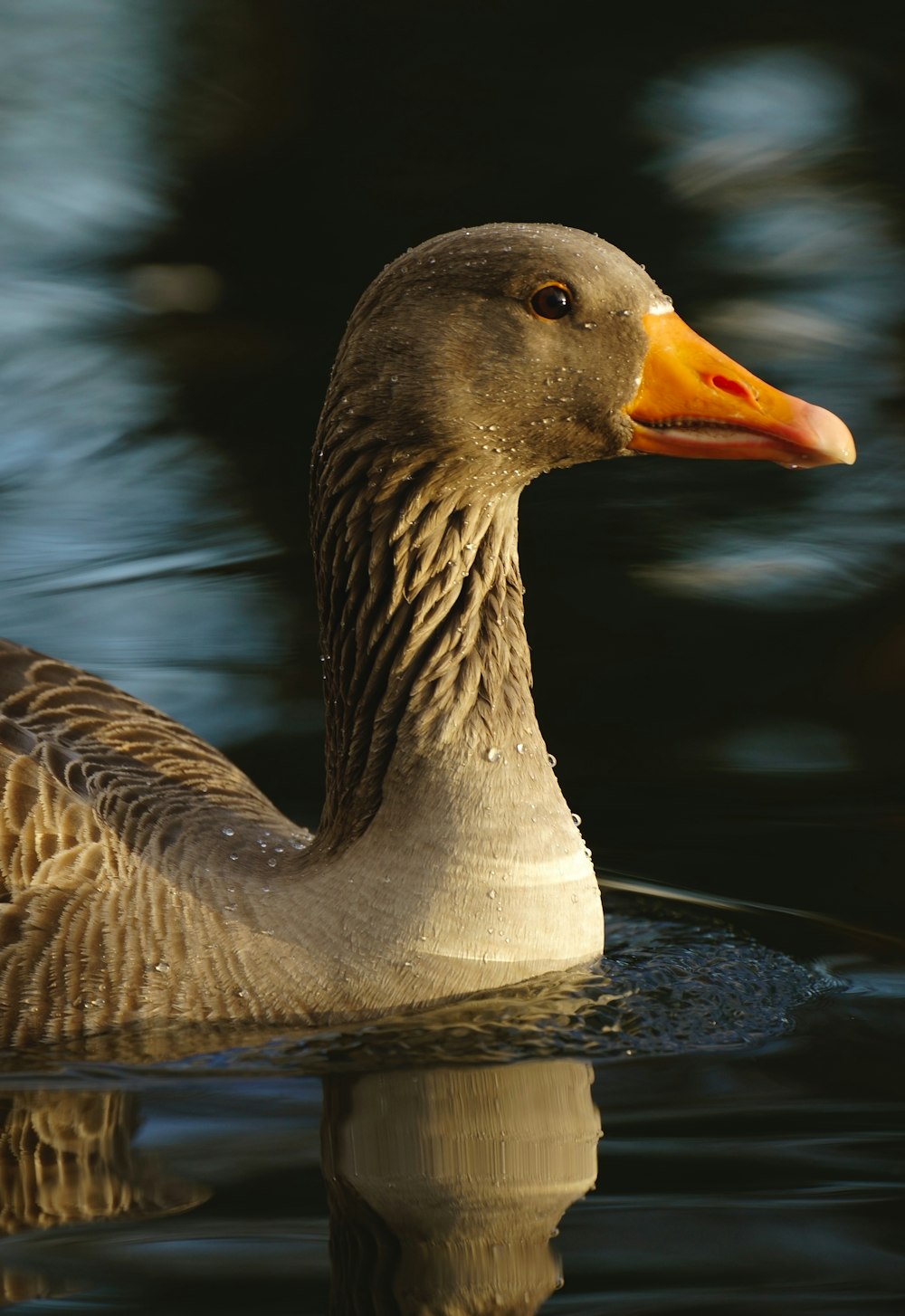 a duck floating on top of a body of water