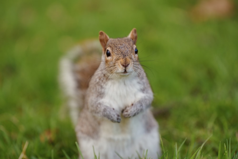 a squirrel standing on its hind legs in the grass