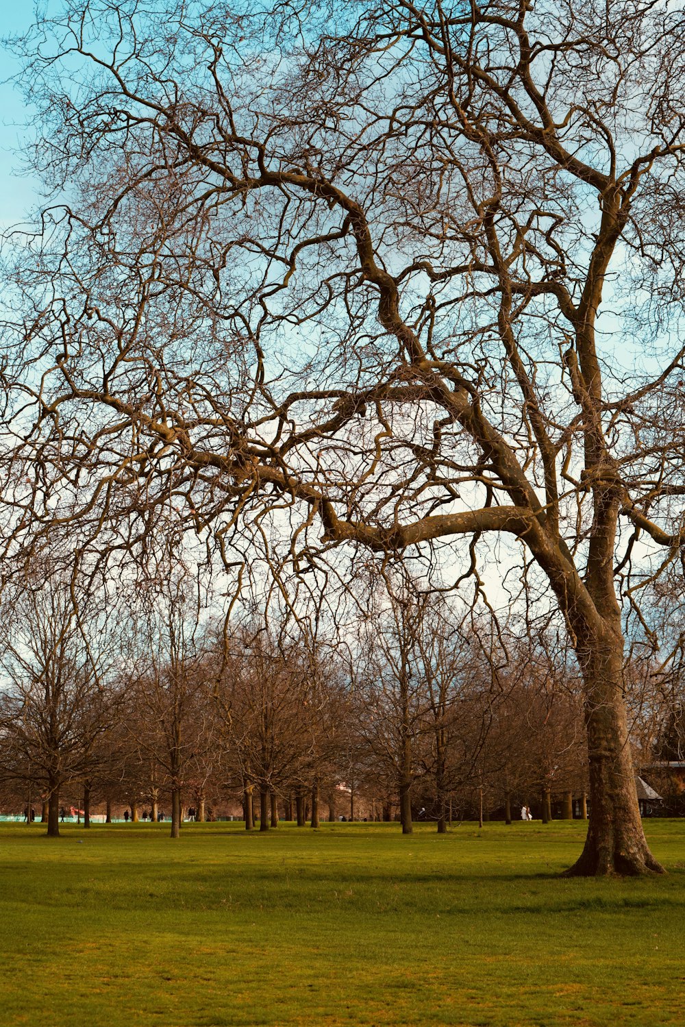 a large tree with no leaves in a park