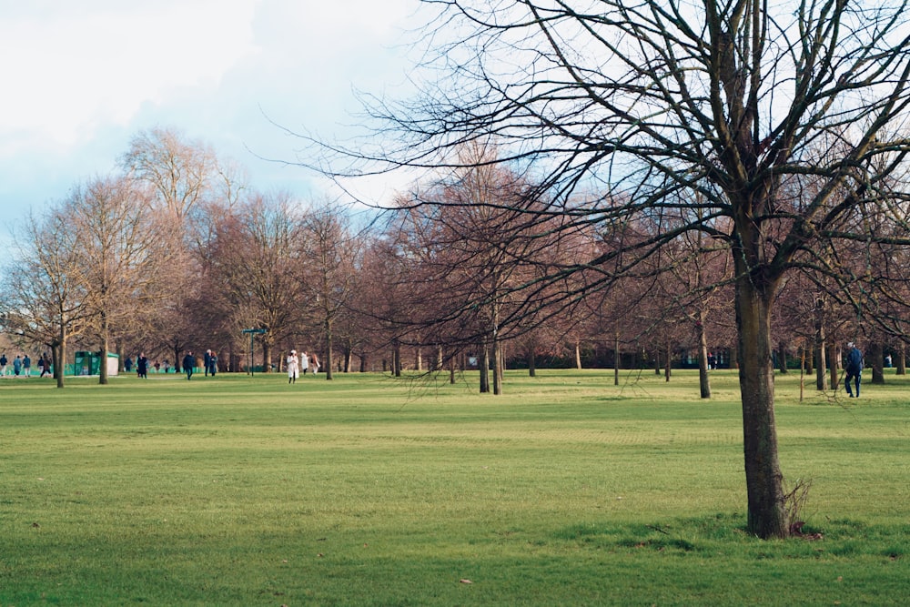 a grassy field with trees in the background