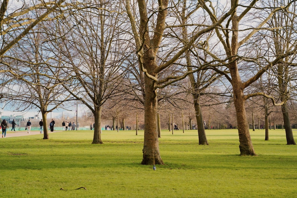 a park filled with lots of trees and green grass