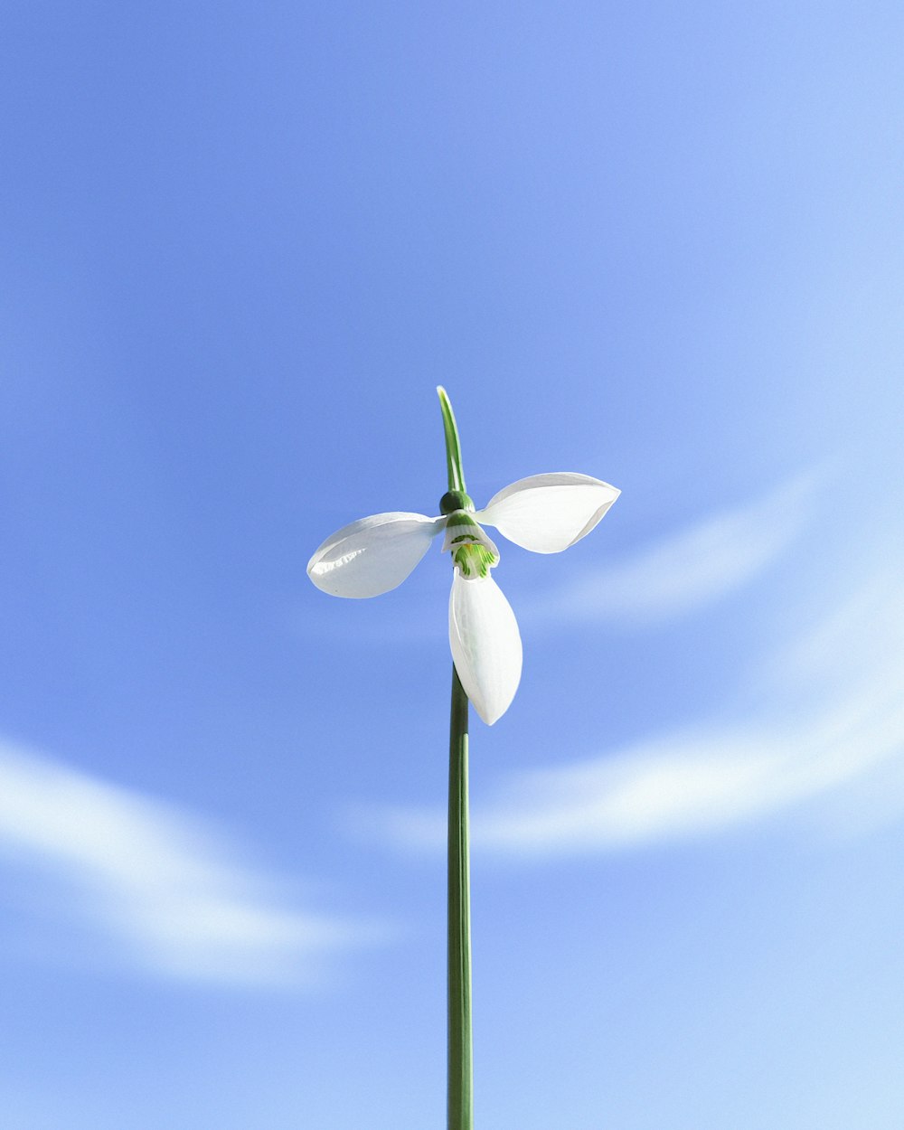 a single white flower with a blue sky in the background