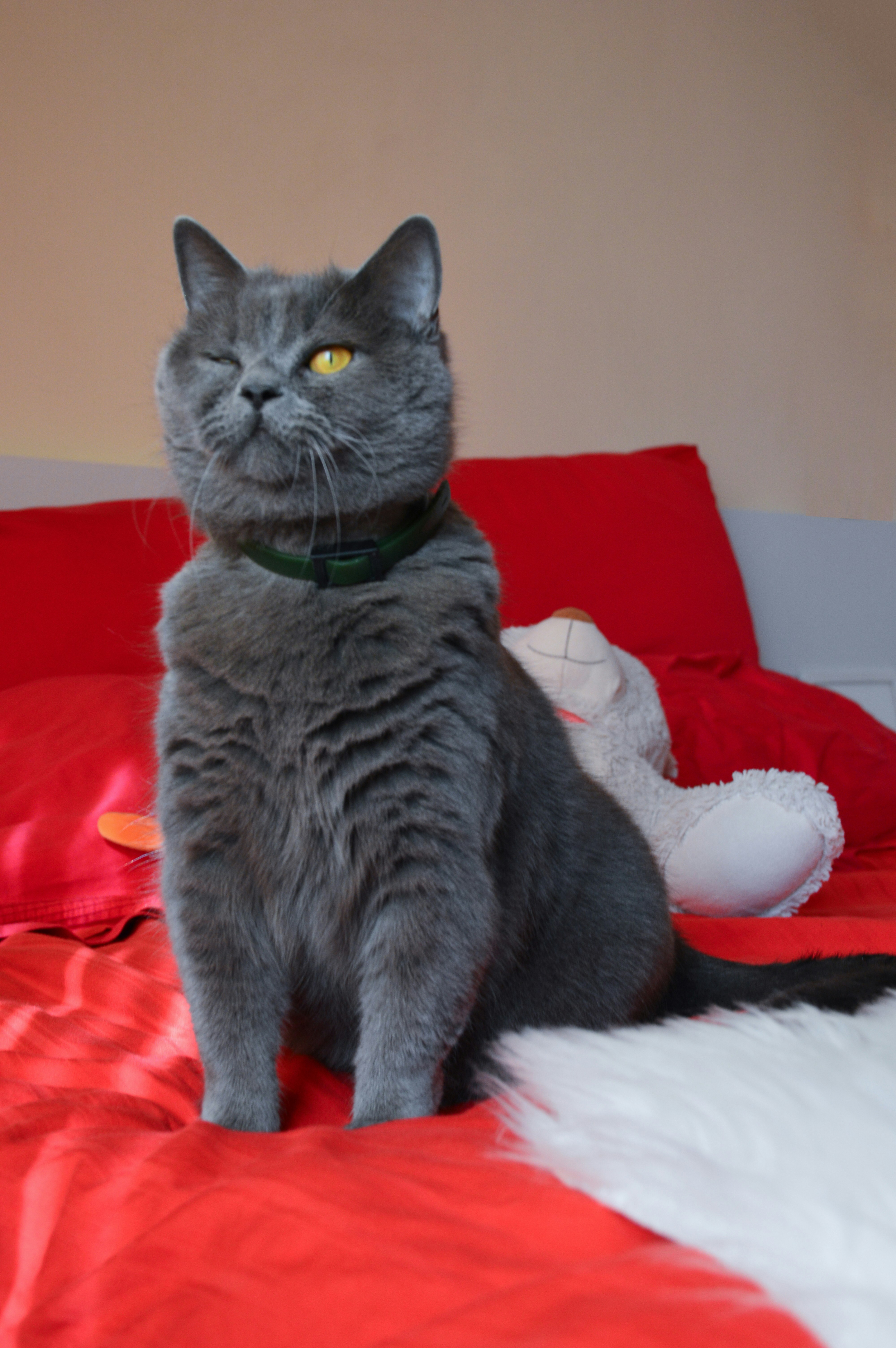 a cat sitting on a bed with a red blanket