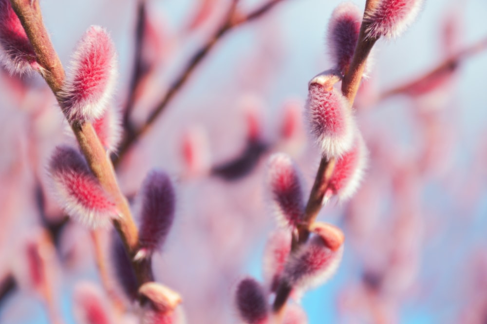 a close up of a tree branch with pink flowers