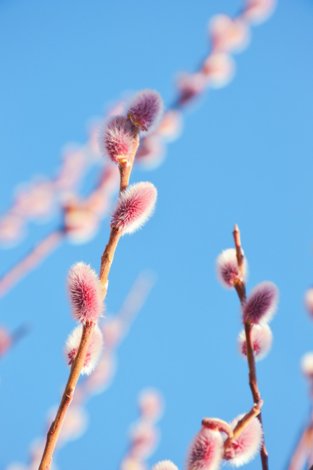 a close up of a plant with pink flowers