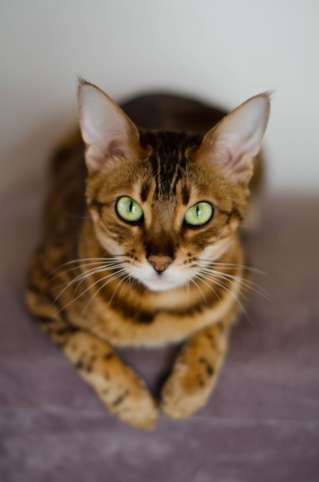 Le Chat du Bengale : Un Léopard Miniature au Cœur d’Or ? Le Chat du Bengale : Un Léopard Miniature au Cœur d’Or ?