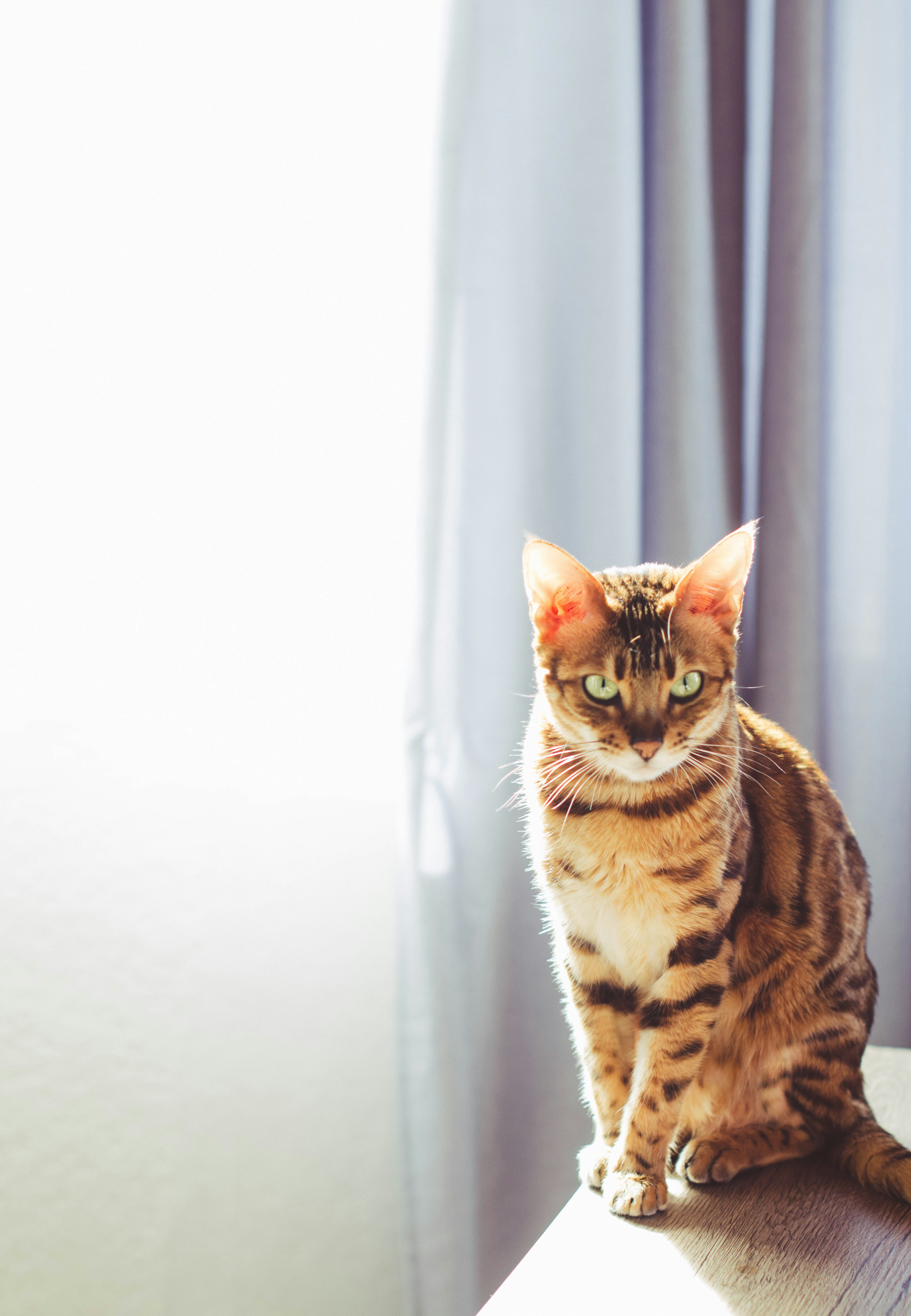 a cat sitting on top of a table next to a window