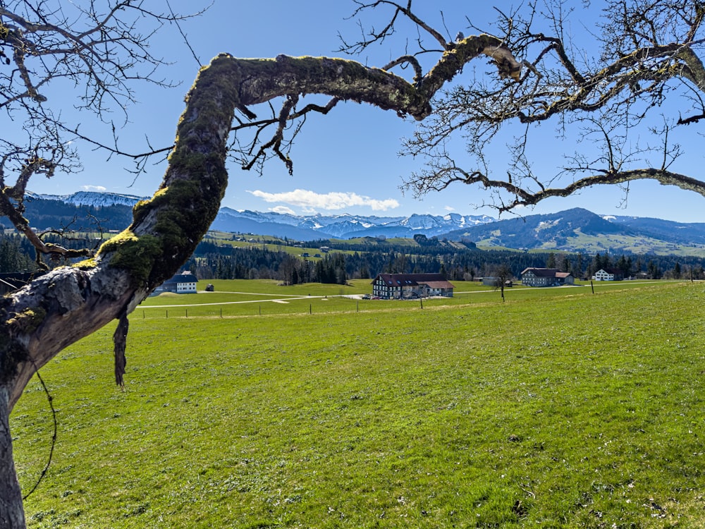 a tree in a field with mountains in the background