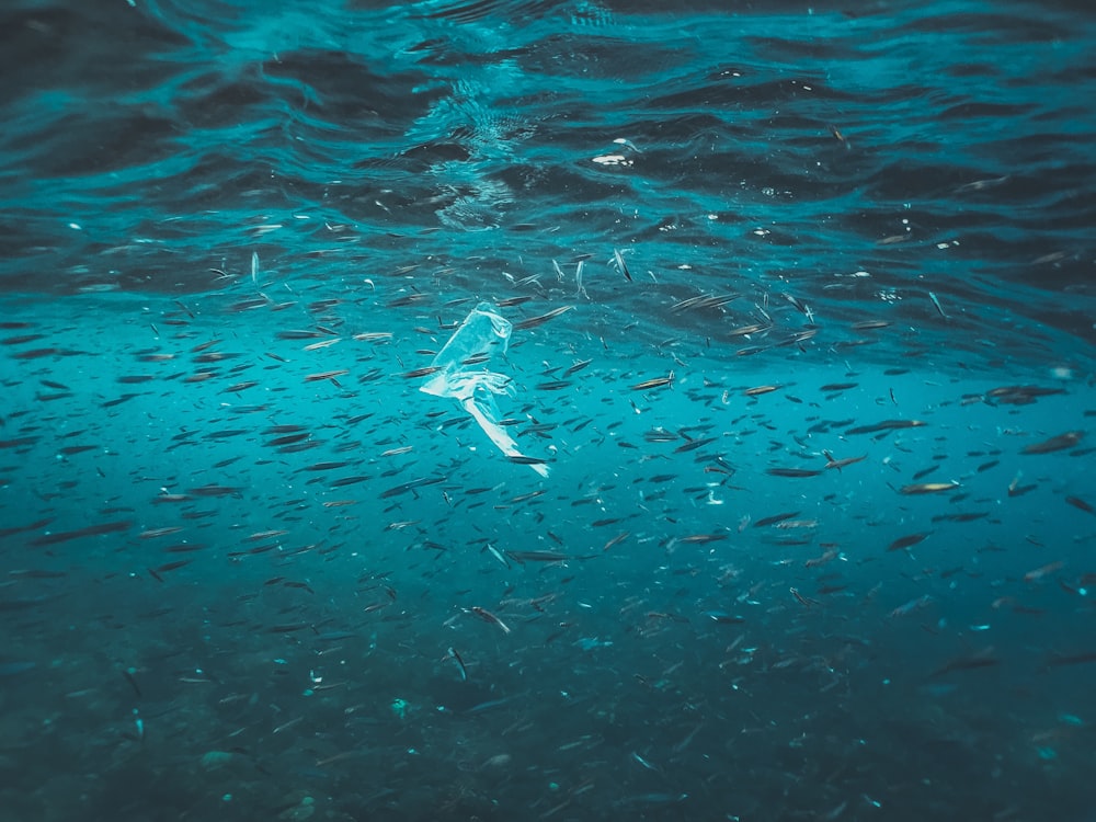 um grupo de peixes nadando em um corpo de água