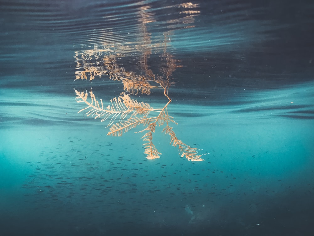 a leaf floating on top of a body of water