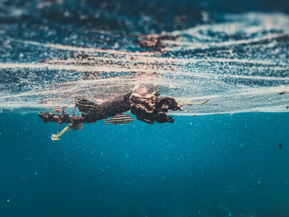 uma foto subaquática de um cão nadando na água