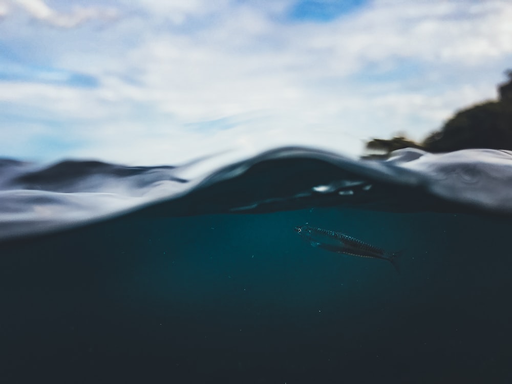 a body of water that has some water in it