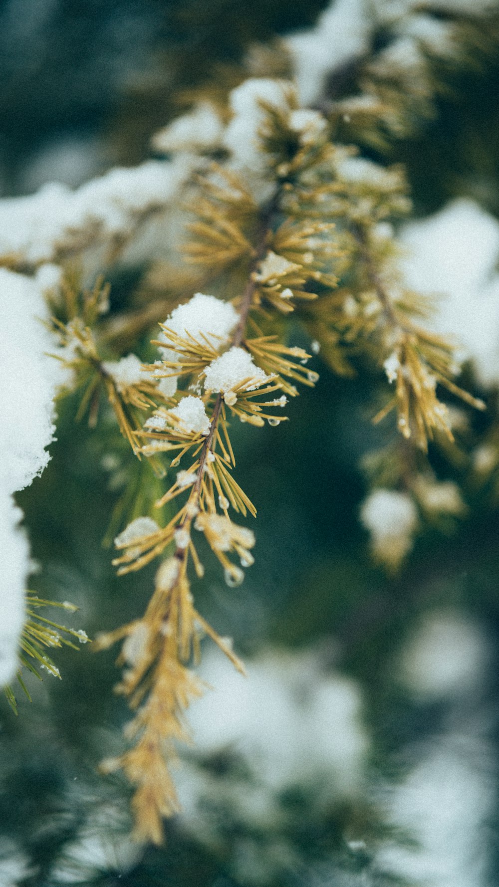 a branch of a pine covered in snow