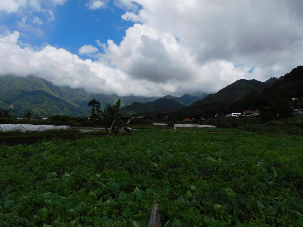 a lush green field with mountains in the background