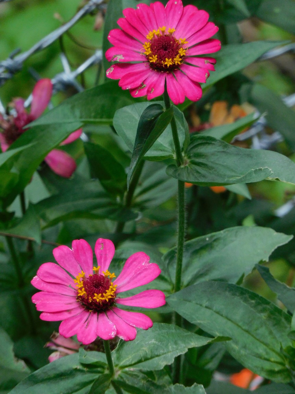 a pink flower with yellow center surrounded by green leaves