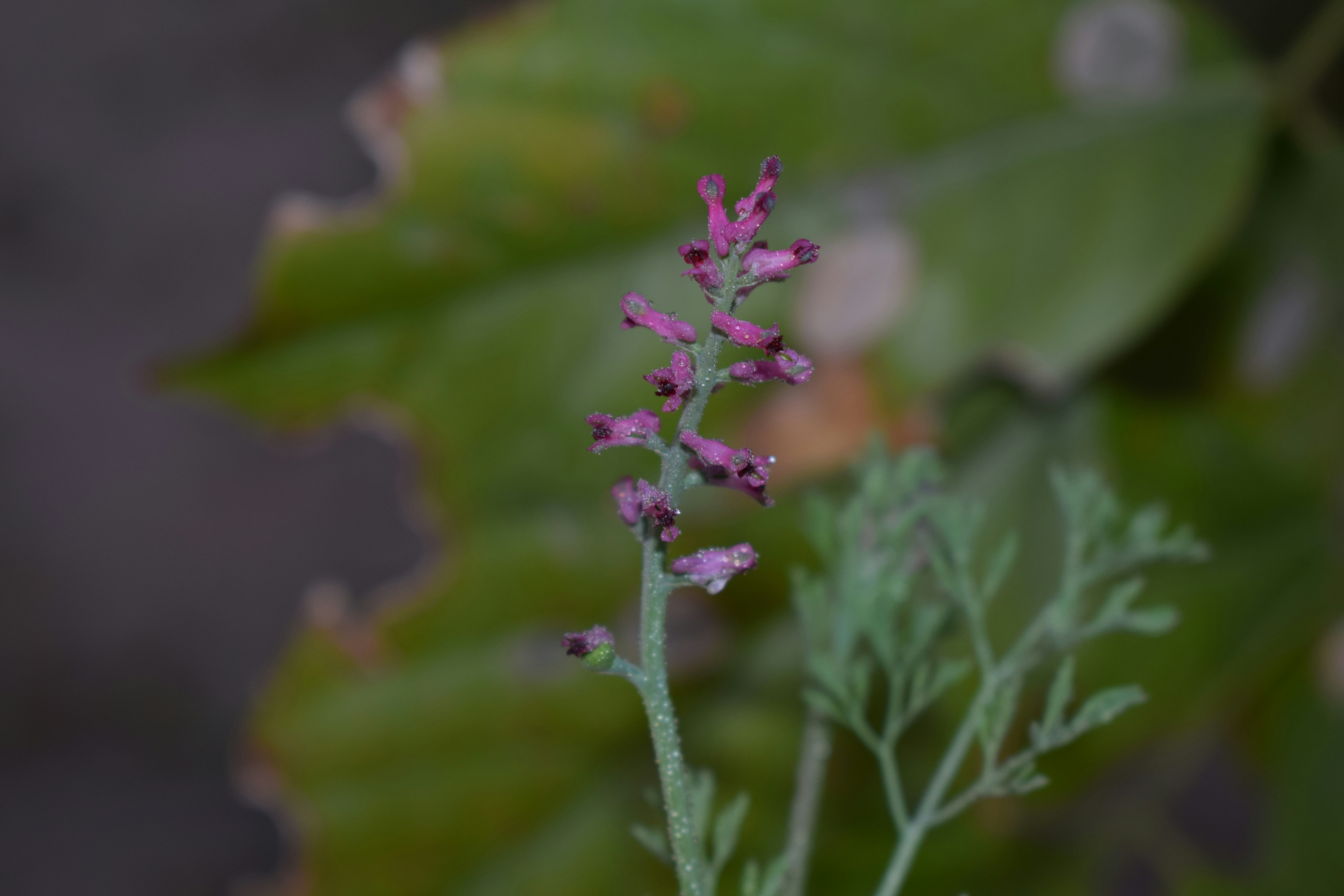 a close up of a plant with purple flowers