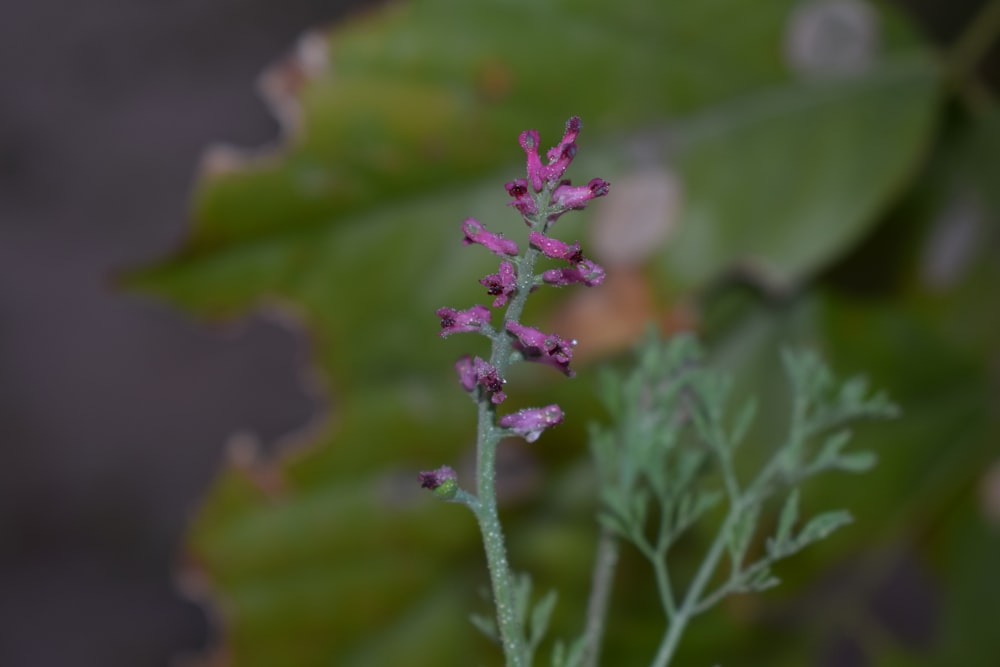 a close up of a plant with purple flowers