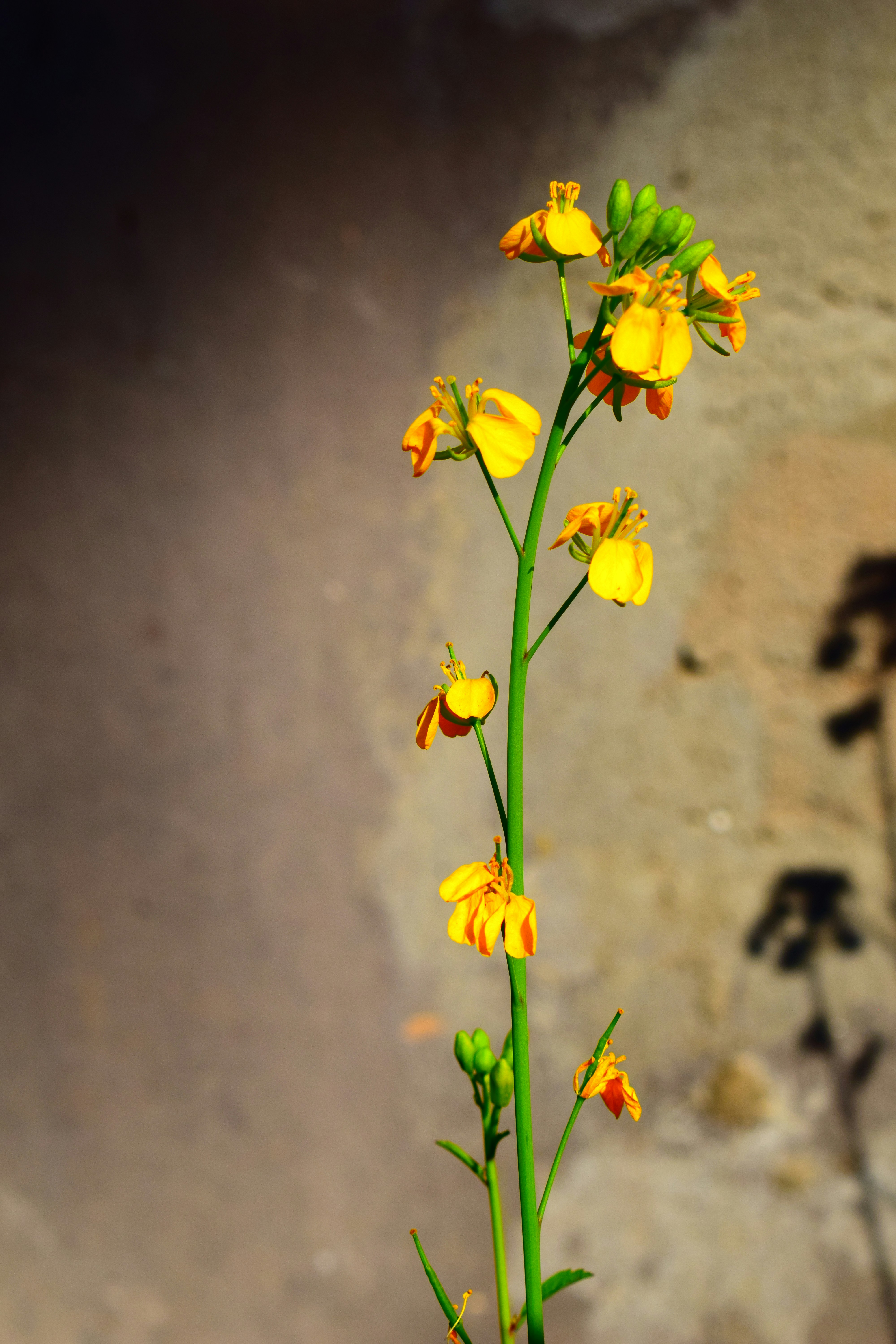 a plant with yellow flowers growing out of it