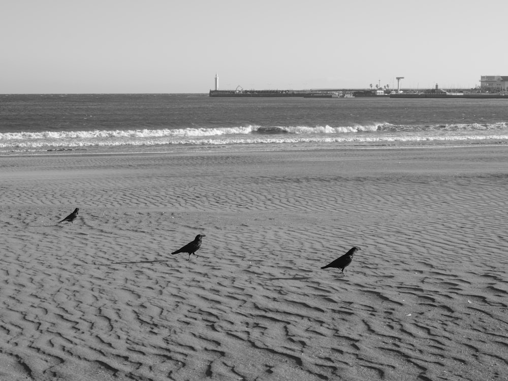 a couple of birds standing on top of a sandy beach