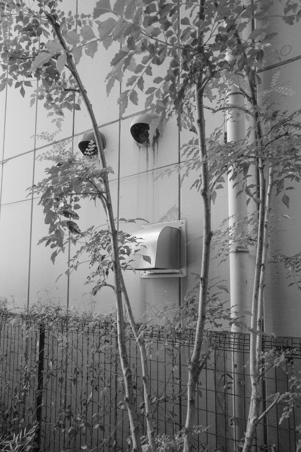 a black and white photo of a tree and a mailbox