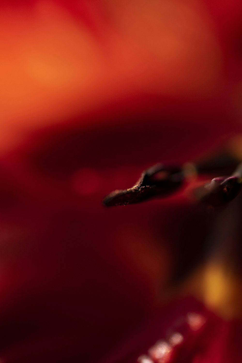 un primer plano de una flor roja con un fondo borroso